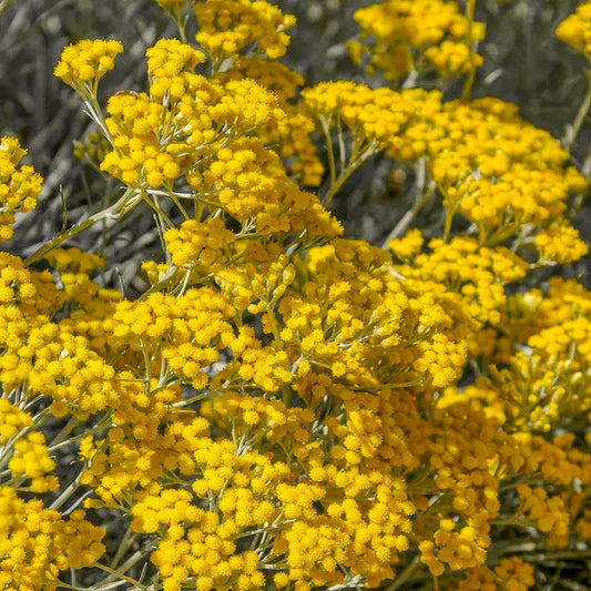 Helichrysum italicum 'Korma'