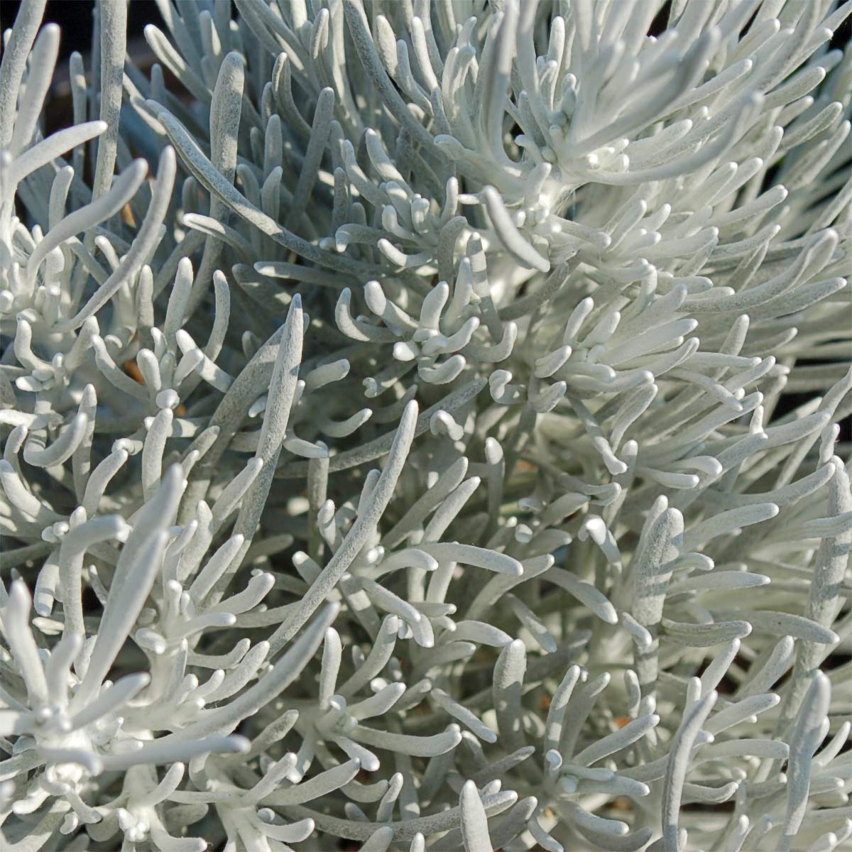 Helichrysum stoechas 'Silverball'