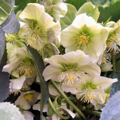 Helleborus x ericsmithii 'Snow Love'