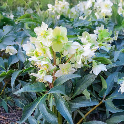 Helleborus x ericsmithii 'Snow Love'