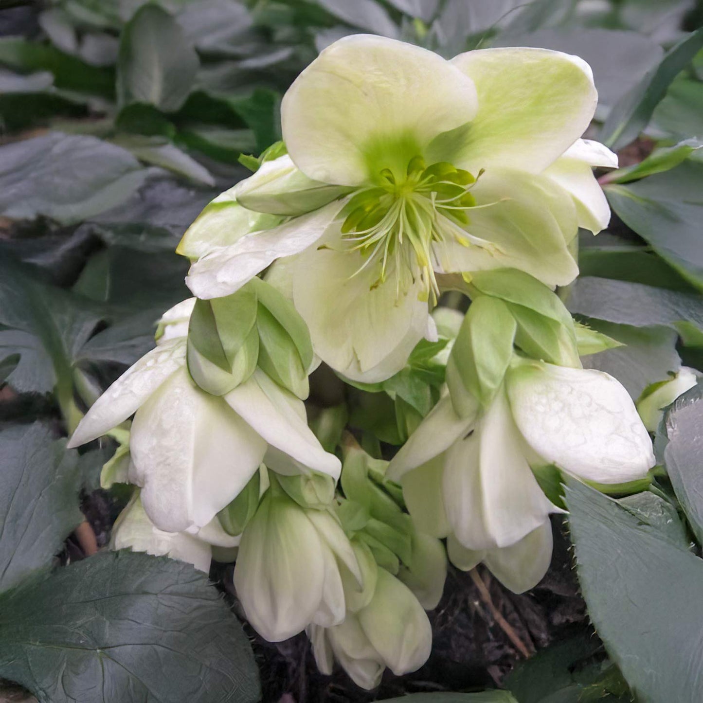 Helleborus x ericsmithii 'Snow Love'