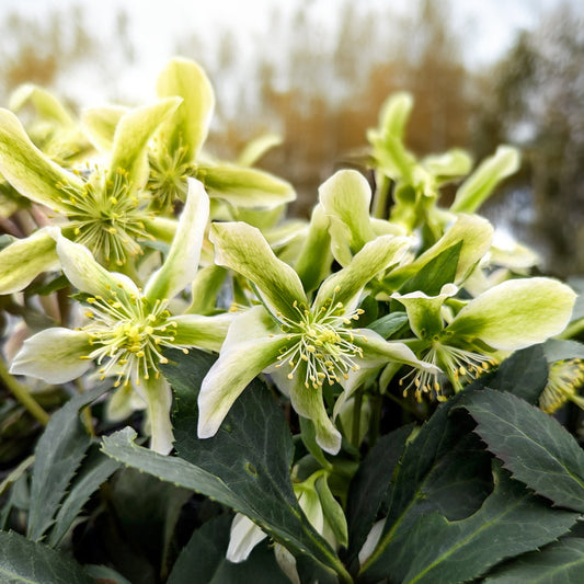 Helleborus x ericsmithii 'Winter Star'