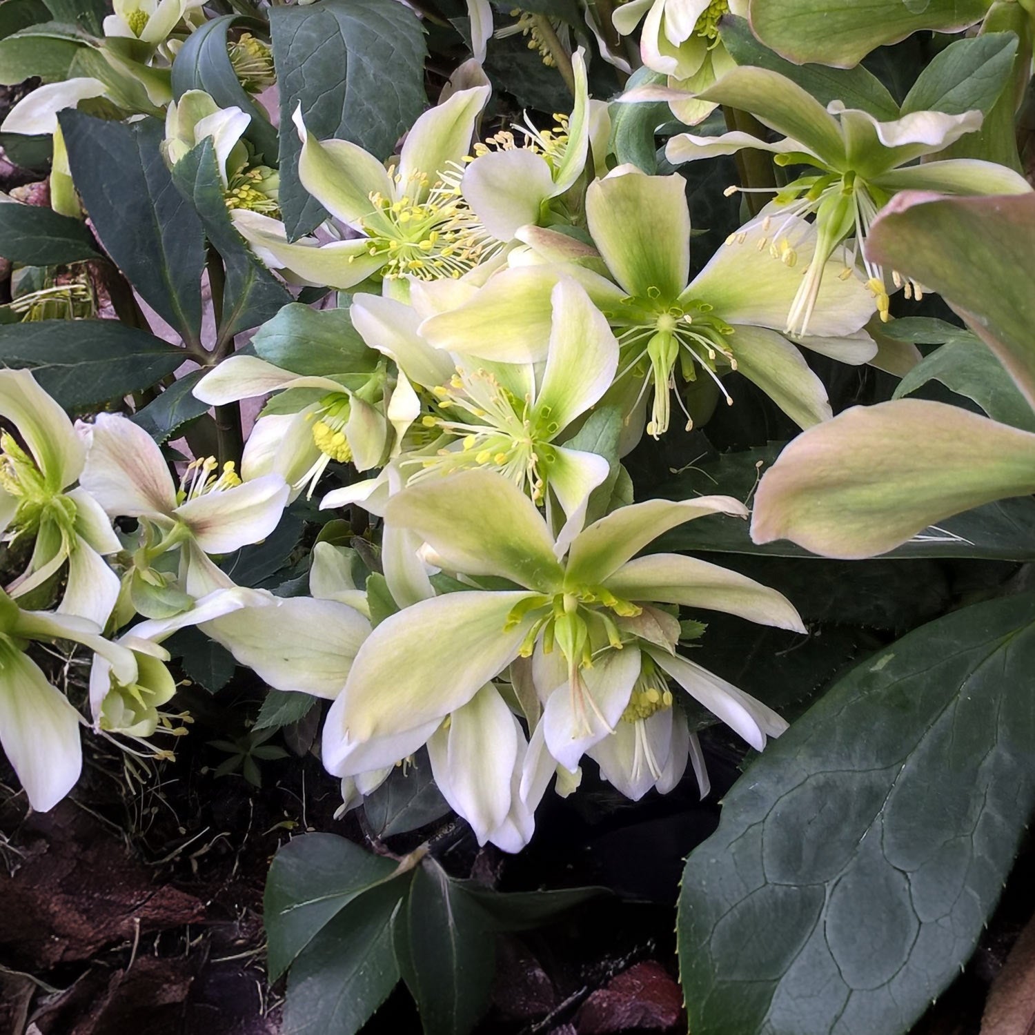 Helleborus x ericsmithii 'Winter Star'