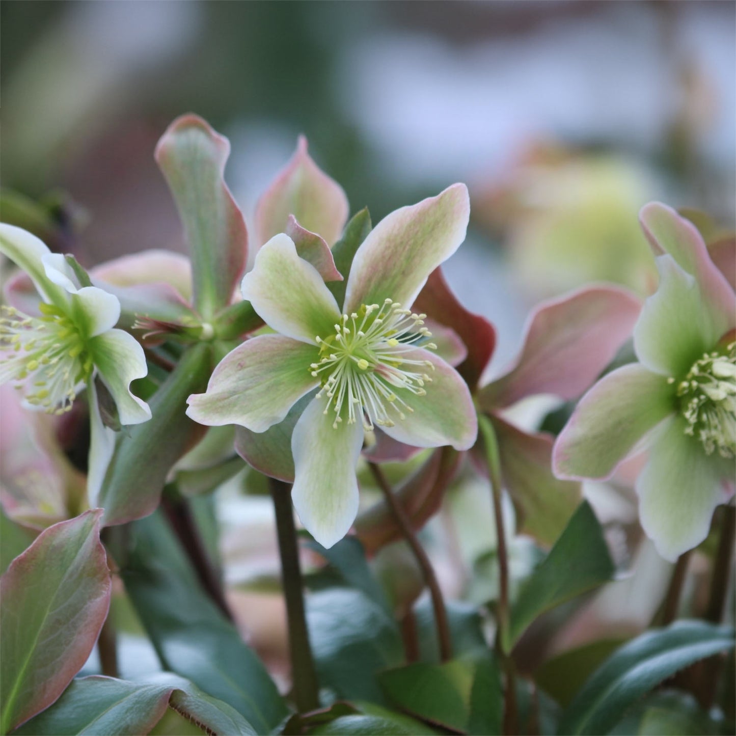 Helleborus x ericsmithii 'Winter Star'