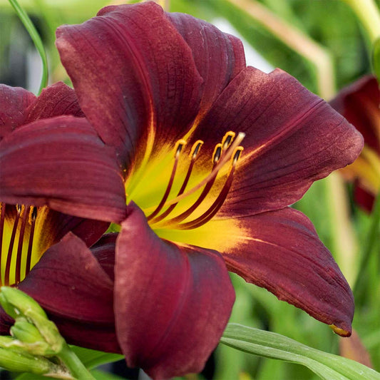 Hemerocallis 'Black Magic'