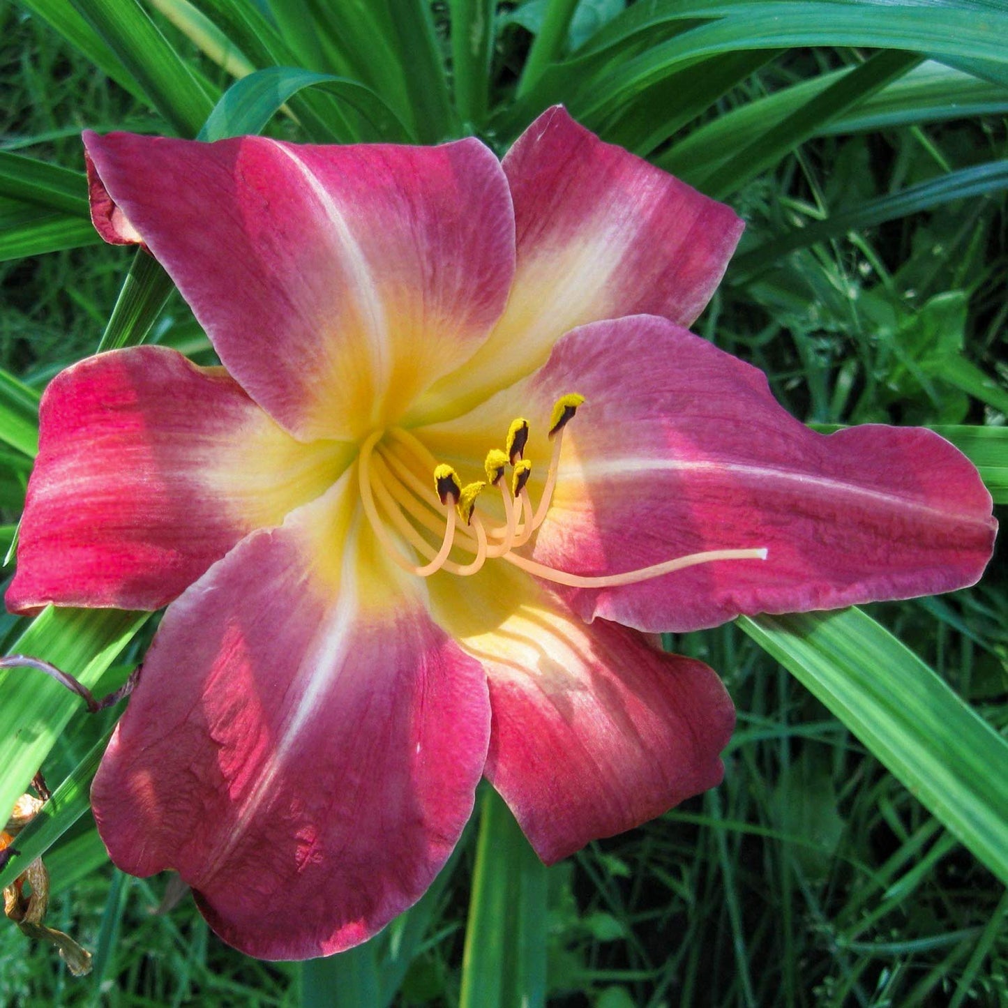 Hemerocallis 'Cherry Cheeks'