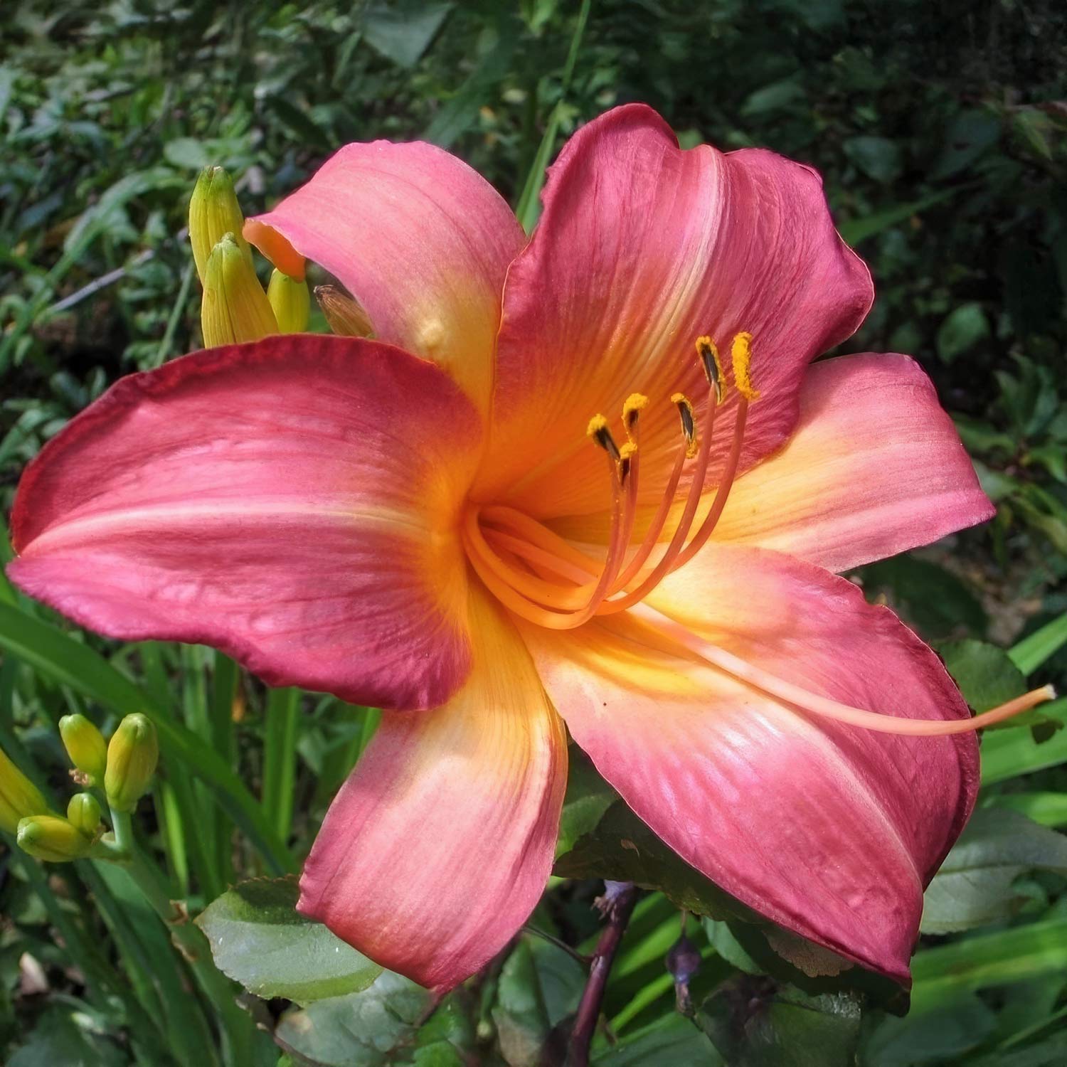 Hemerocallis 'Cherry Cheeks'