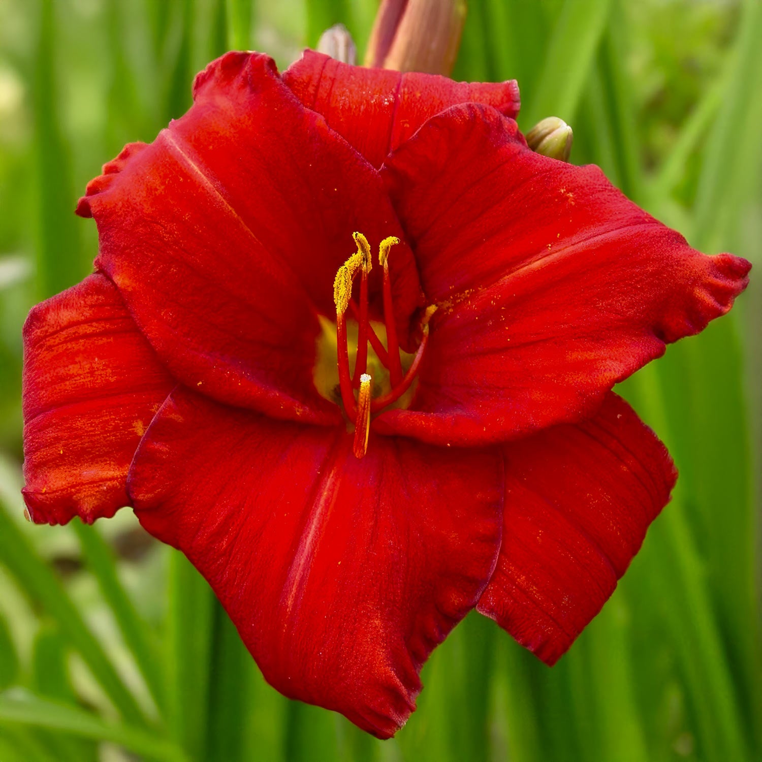 Hemerocallis 'Chicago Apache'