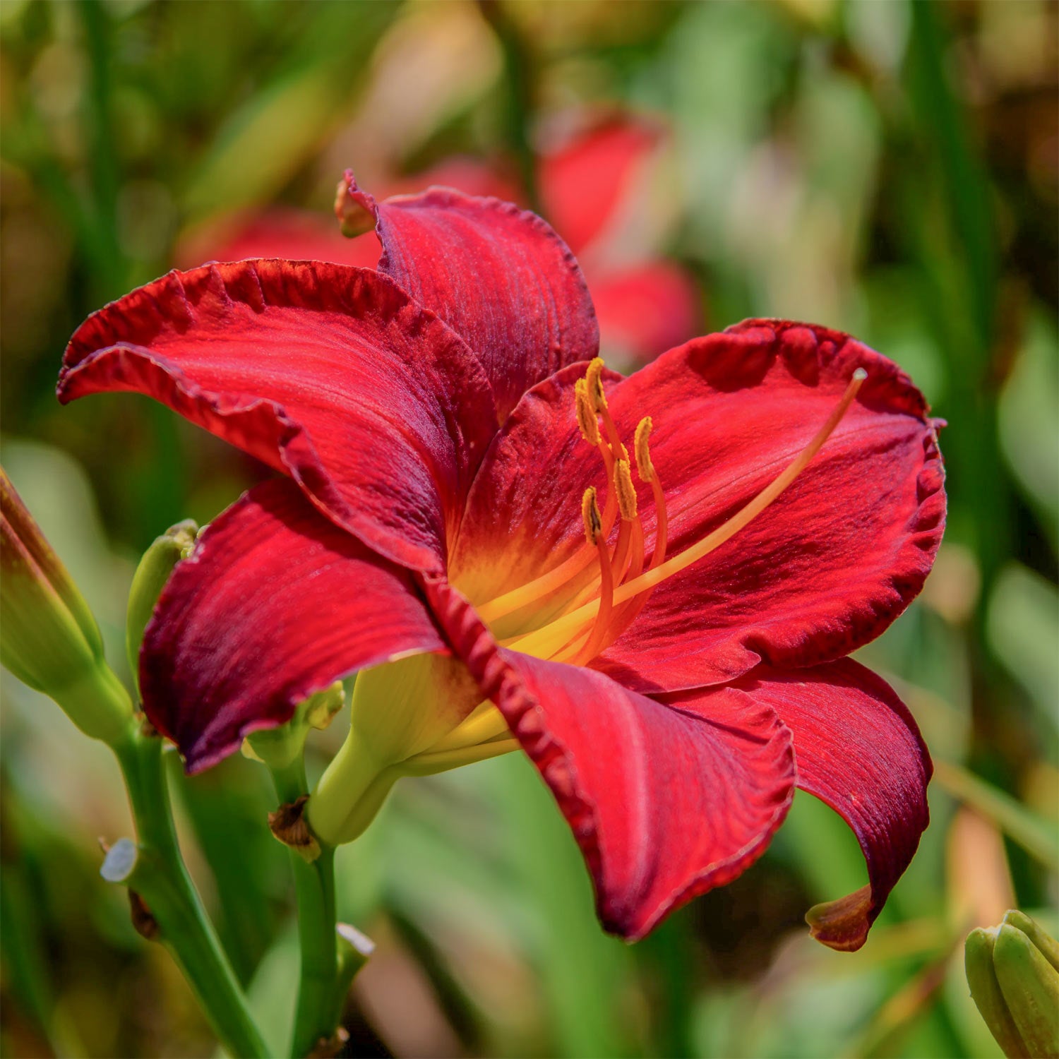 Hemerocallis 'Chicago Apache'