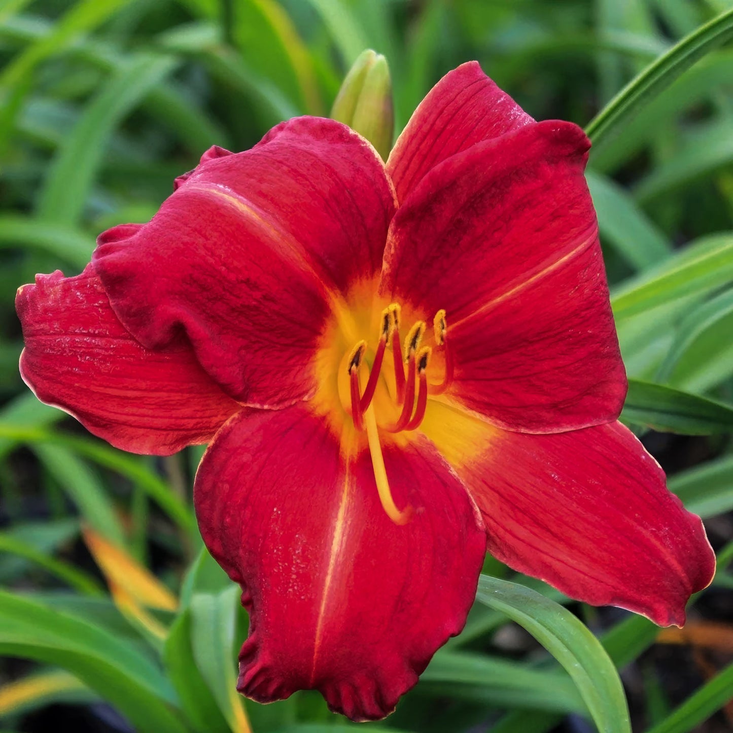 Hemerocallis 'Chicago Apache'