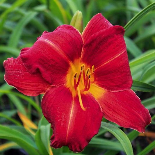 Hemerocallis 'Chicago Apache'