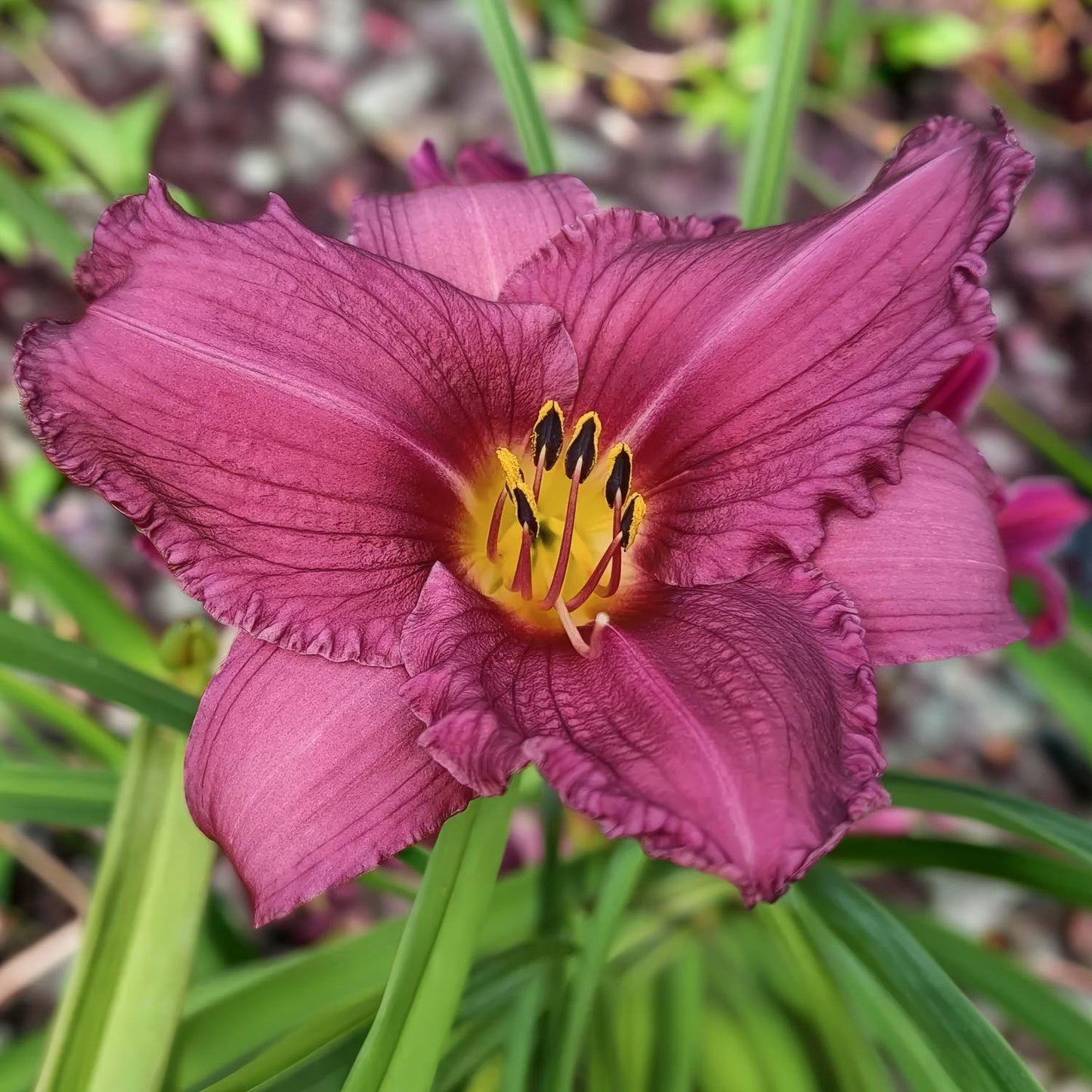 Hemerocallis 'Chicago Royal Robe'. Close-up of a purple flower with a yellow center on a green background