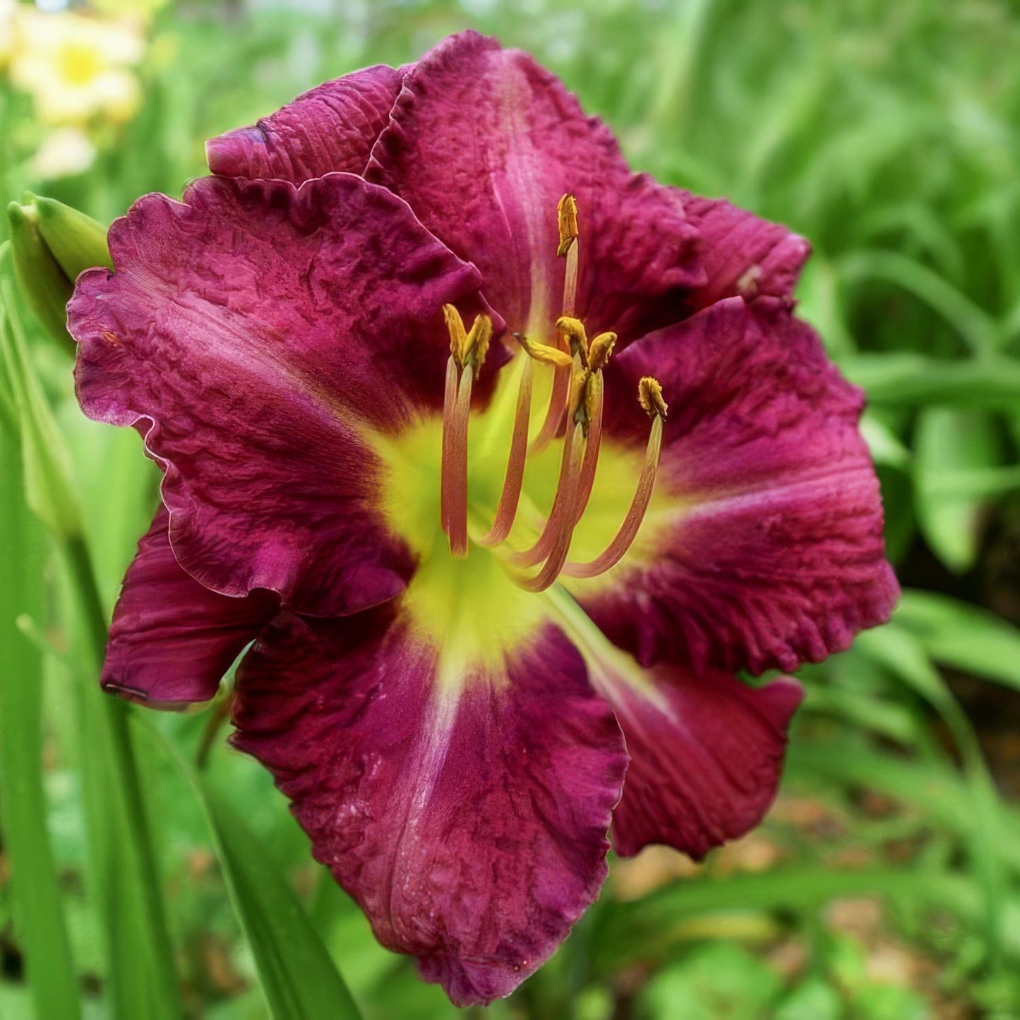 Hemerocallis 'Chicago Royal Robe'. Close-up of a purple flower with a green background