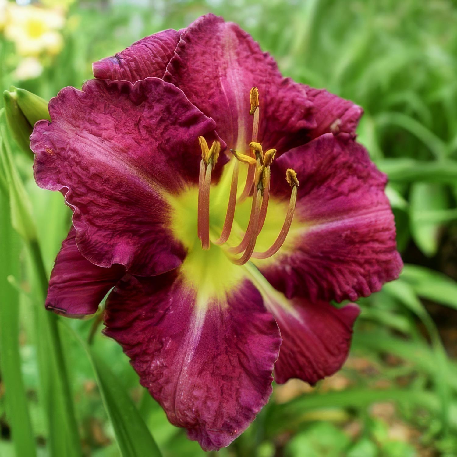 Hemerocallis 'Chicago Royal Robe'. Close-up of a purple flower with a green background
