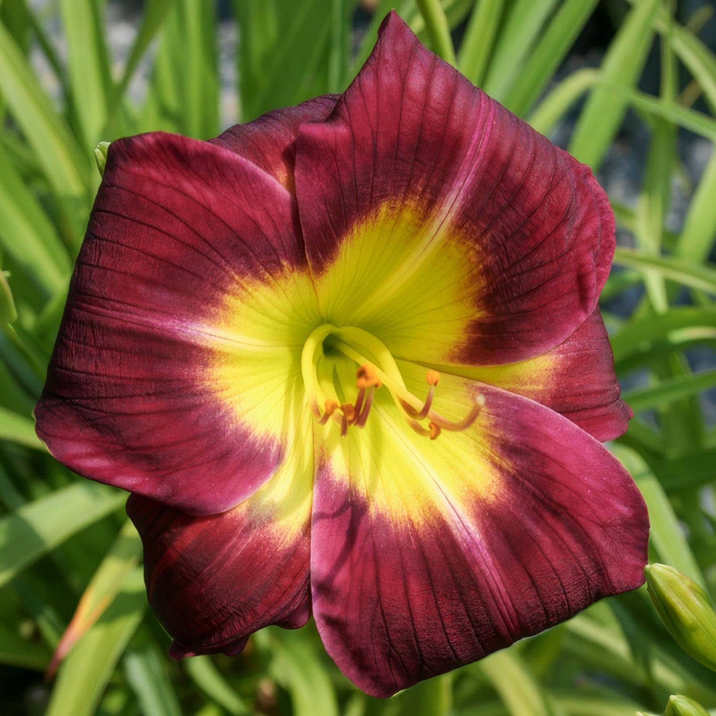 Hemerocallis 'Chicago Royal Robe'