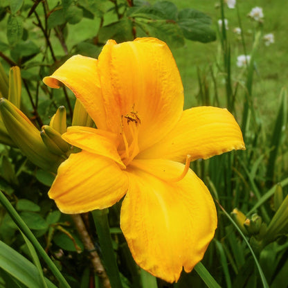 Hemerocallis 'Chicago Sunrise'. A bright yellow daylily flower in full bloom surrounded by green foliage and grass.