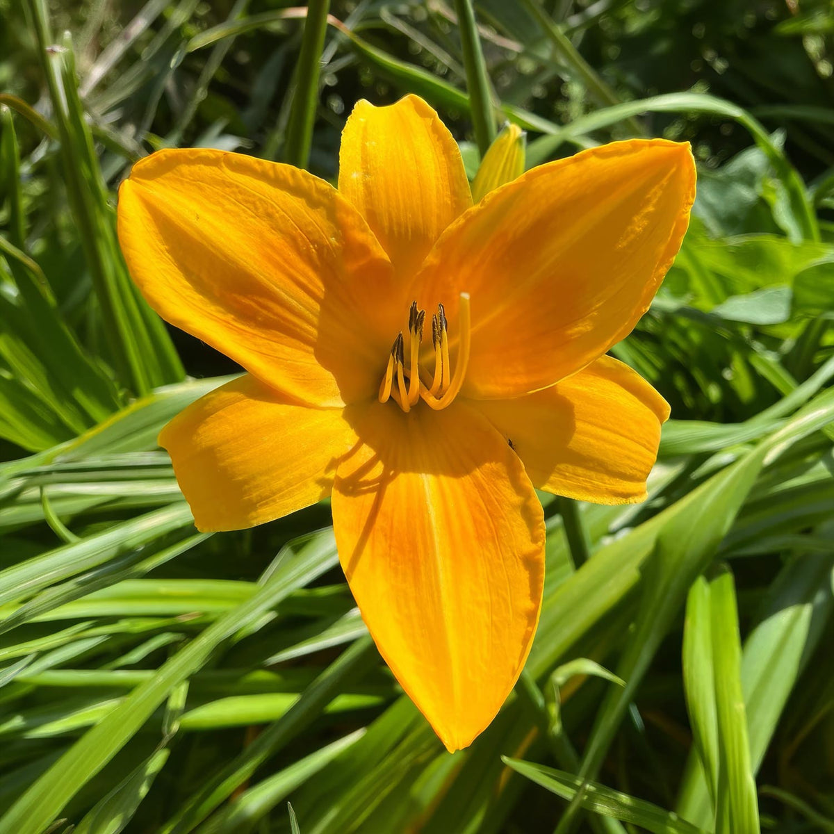 Hemerocallis 'Chicago Sunrise'. A bright yellow-orange daylily flower in full bloom, surrounded by green foliage.