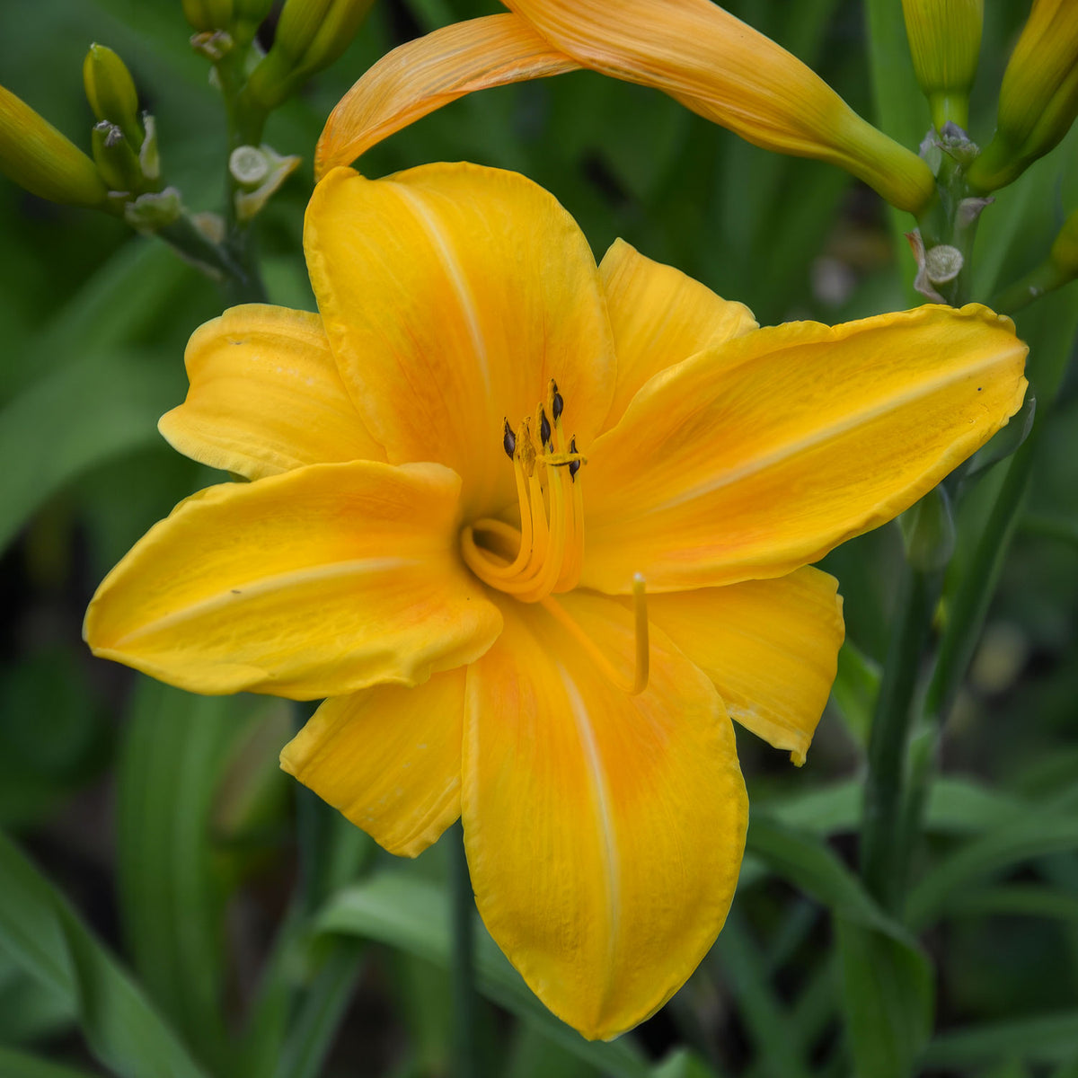 Hemerocallis 'Chicago Sunrise'. A close-up of a bright golden-yellow daylily flower in full bloom, surrounded by green foliage and other flower buds.