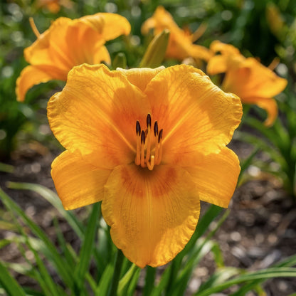 Hemerocallis 'Chicago Sunrise'. A close-up of a bright orange-yellow daylily flower in full bloom, with green leaves and other blurred flowers in the background.