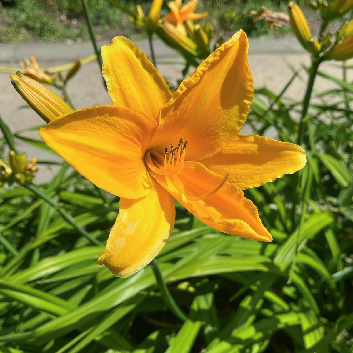 Hemerocallis 'Chicago Sunrise'. A bright golden-yellow daylily flower in full bloom surrounded by green foliage and other buds in a garden setting.