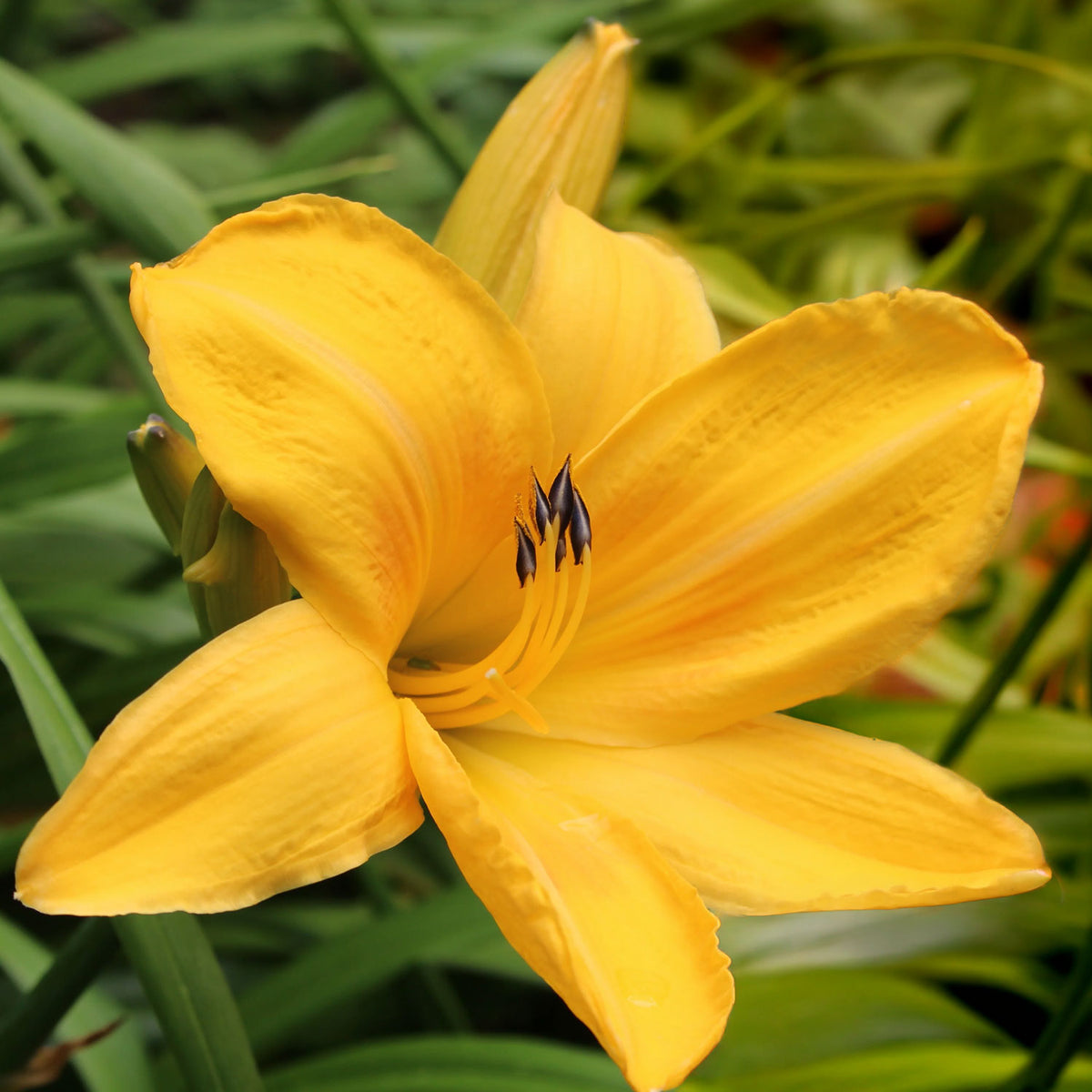 Hemerocallis 'Chicago Sunrise'. A close-up of a bright yellow daylily flower in bloom, surrounded by green foliage.