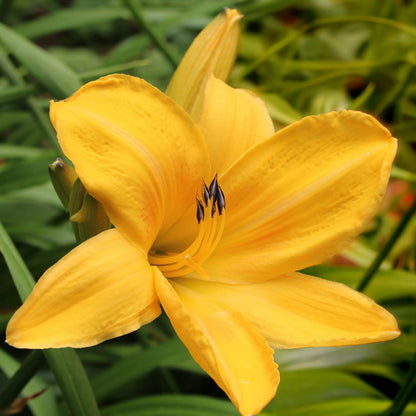 Hemerocallis 'Chicago Sunrise'. A close-up of a bright yellow daylily flower in bloom, surrounded by green foliage.