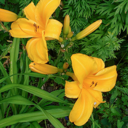 Hemerocallis 'Chicago Sunrise'. Bright golden-yellow daylily flowers blooming among lush green foliage in a garden setting.