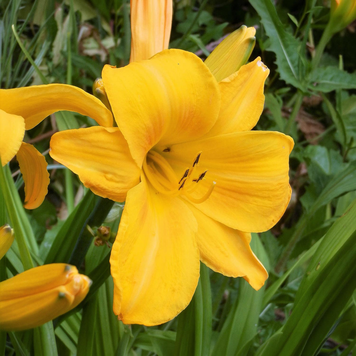 Hemerocallis 'Chicago Sunrise'. A close-up of a bright yellow daylily flower in full bloom, surrounded by green leaves and other partially visible flowers.