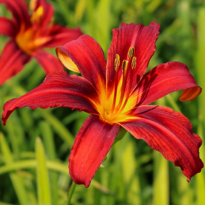 Hemerocallis 'Crimson Pirate'
