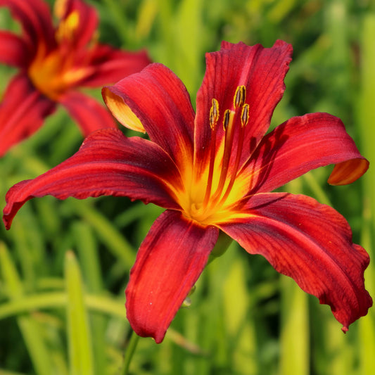 Hemerocallis 'Crimson Pirate'