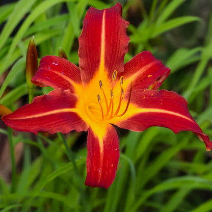 Hemerocallis 'Crimson Pirate'