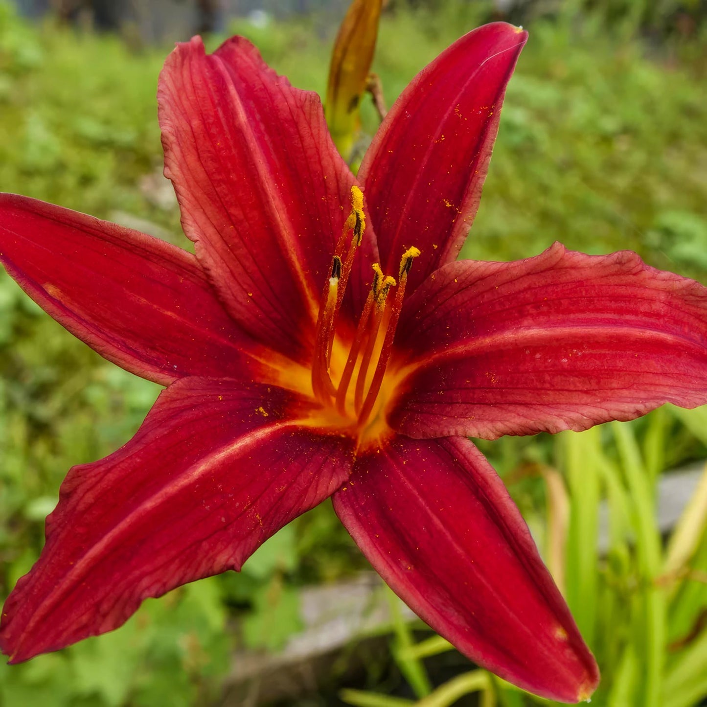 Hemerocallis 'Crimson Pirate'