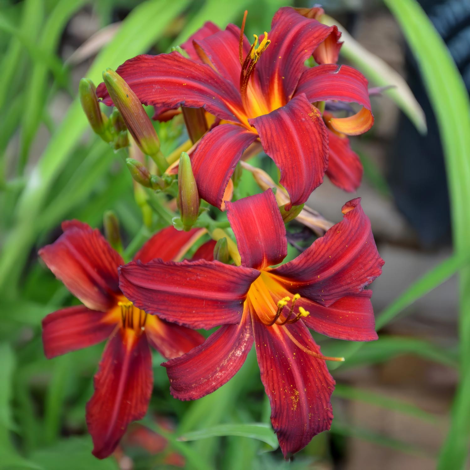 Hemerocallis 'Crimson Pirate'