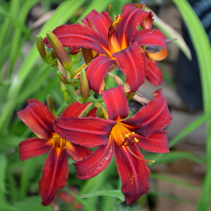 Hemerocallis 'Crimson Pirate'