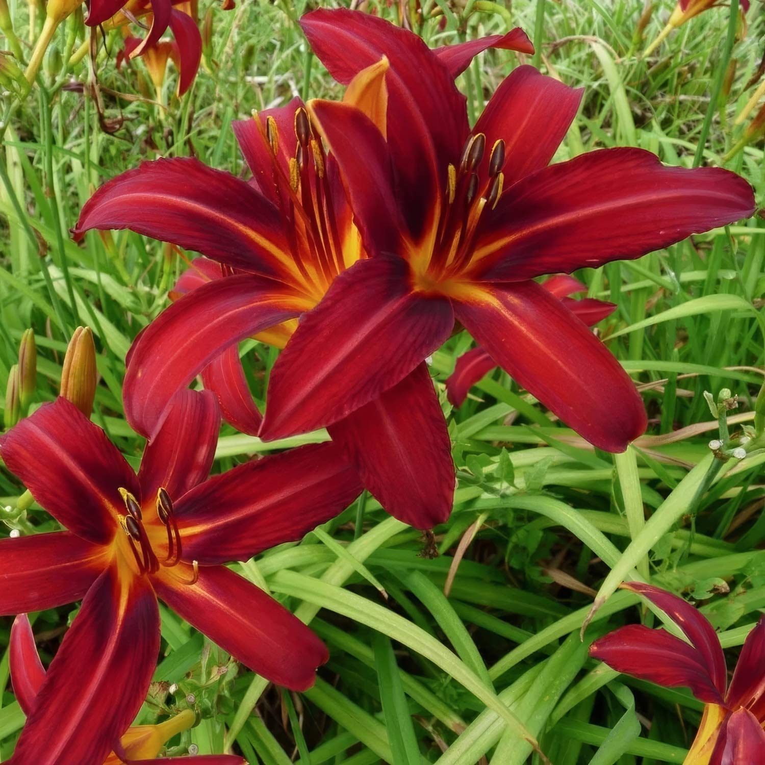 Hemerocallis 'Crimson Pirate'