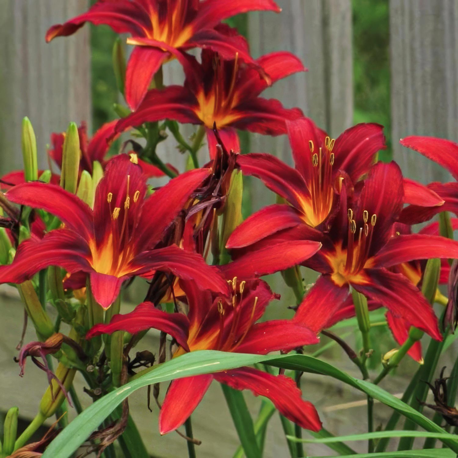Hemerocallis 'Crimson Pirate'