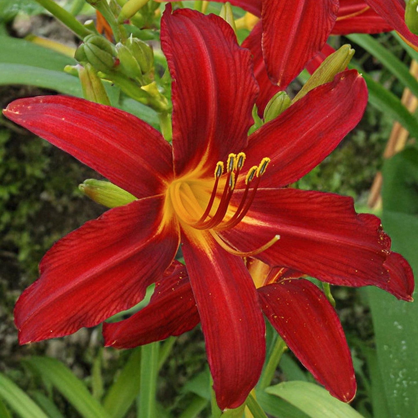 Hemerocallis 'Crimson Pirate'
