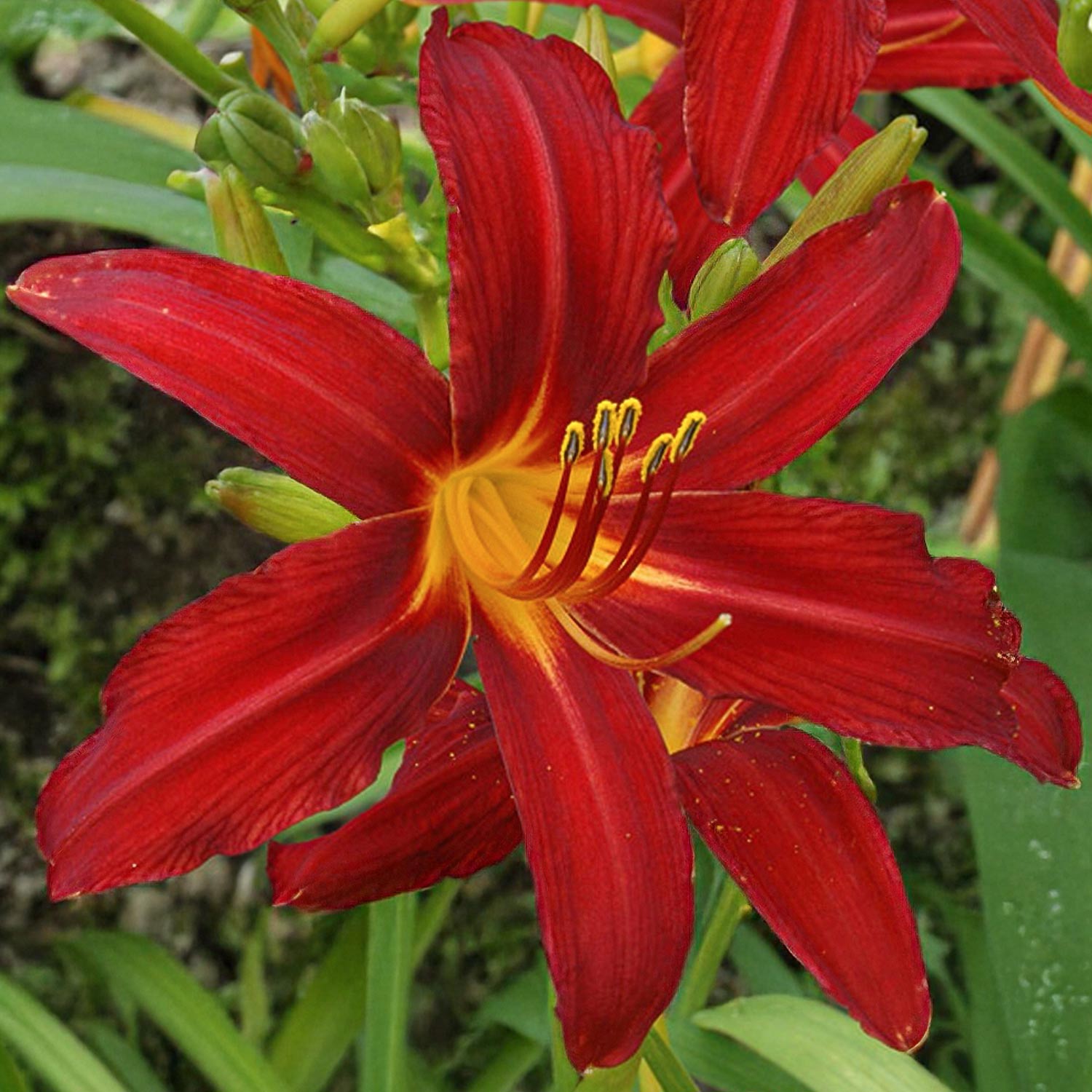 Hemerocallis 'Crimson Pirate'