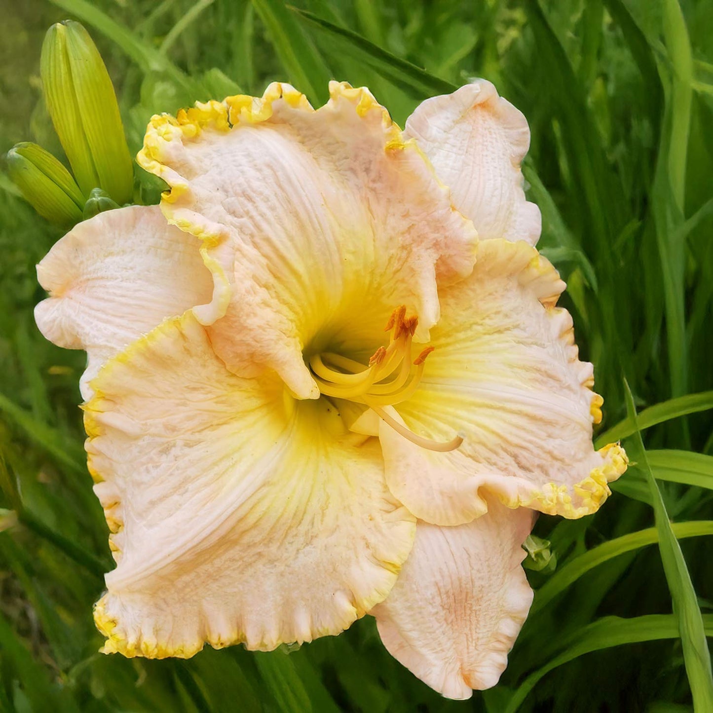 Hemerocallis 'Ed Brown'