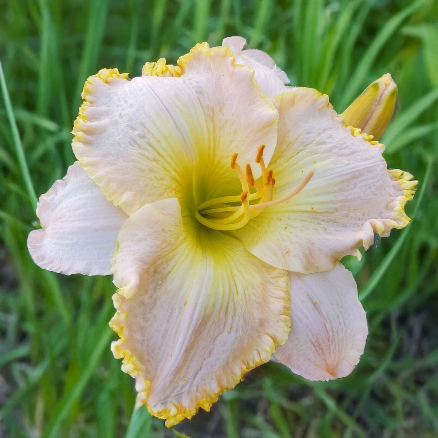 Hemerocallis 'Ed Brown'