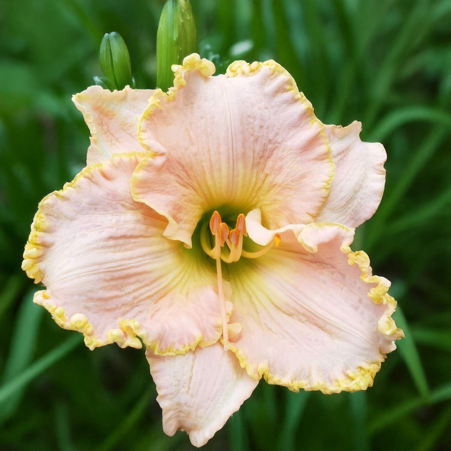 Hemerocallis 'Ed Brown'