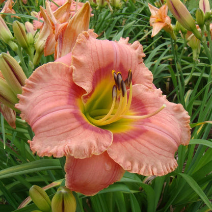 Hemerocallis 'Elegant Candy'