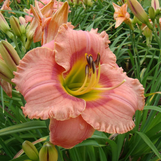 Hemerocallis 'Elegant Candy'