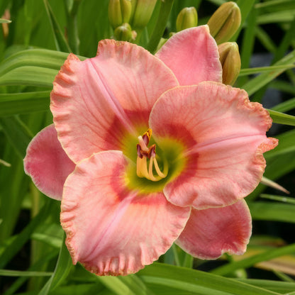 Hemerocallis 'Elegant Candy'