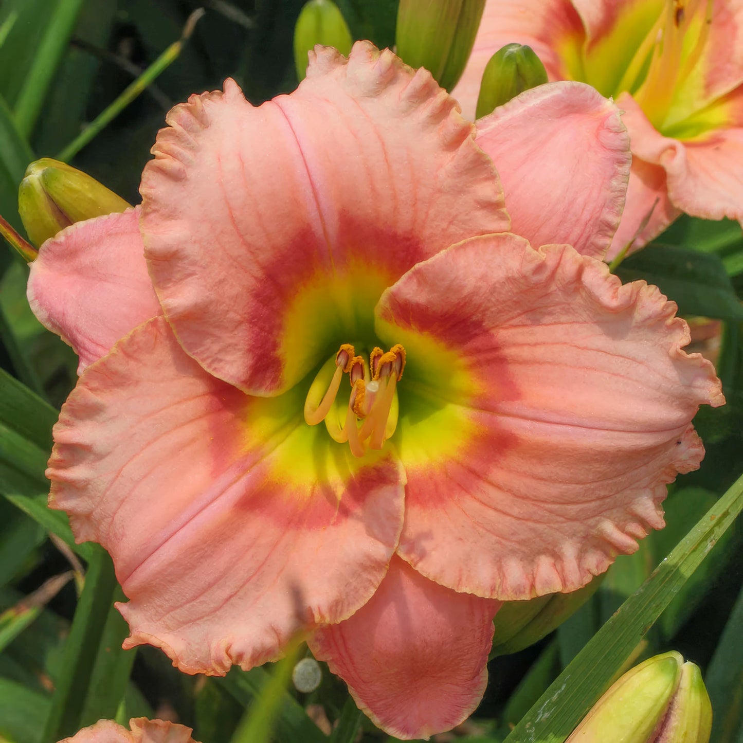 Hemerocallis 'Elegant Candy'