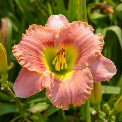 Hemerocallis 'Elegant Candy'