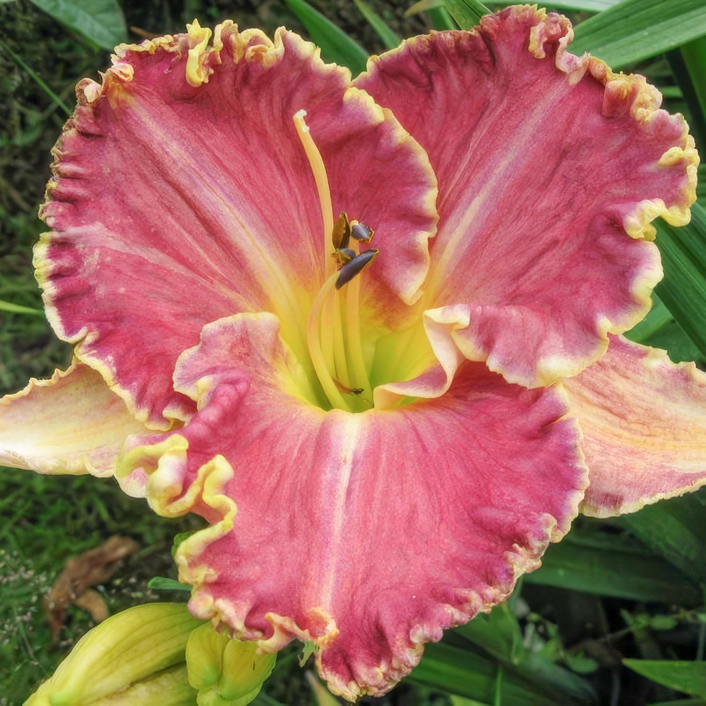 Hemerocallis 'Light Years Away'