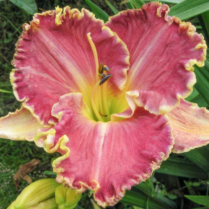 Hemerocallis 'Light Years Away'