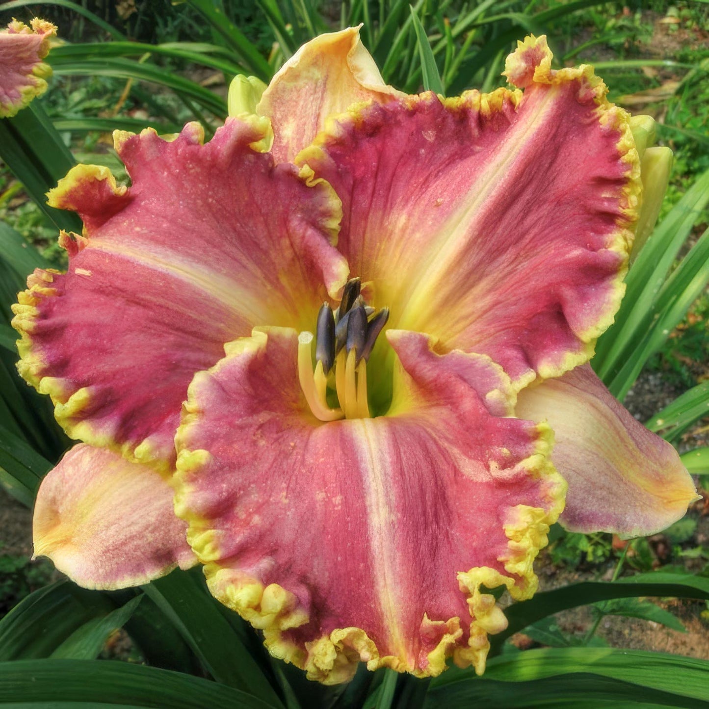 Hemerocallis 'Light Years Away'