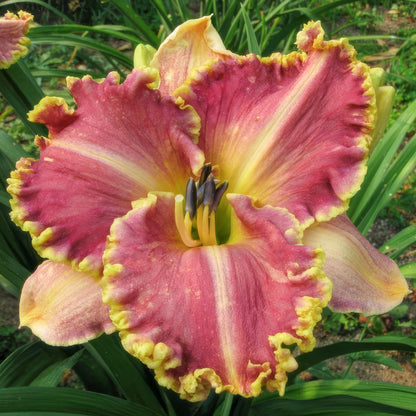 Hemerocallis 'Light Years Away'